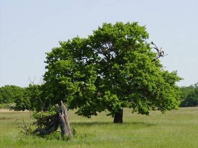 Gyermeknap, madarak s fk napja az Arbortumban