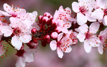 2026. �prilisi munkarend